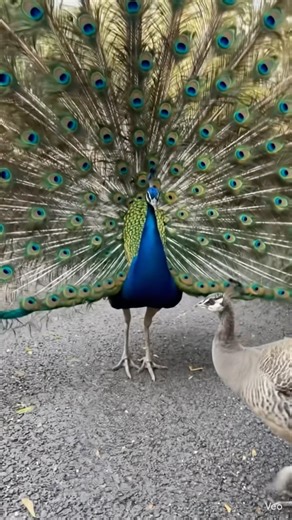 “A magical moment — feeding a wild peacock, then he danced.”🦚