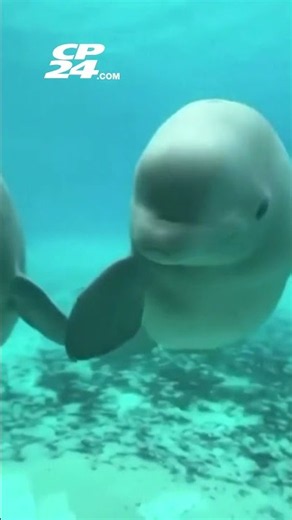 Marineland’s final six whales being shipped to the U.S. today