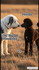 🇺🇸 5 Hybrids ranging from "Adorable" to "Terrifying"... 🧸👹 1️⃣ Sheepadoodle (Old English Sheepdog × Poodle) 2️⃣ Dobecorso (Doberman × Cane Corso) 3️⃣ Presakangal (Presa Canario × Kangal) 4️⃣ Caucasian Malamute (Malamute × Caucasian Shepherd) 5️⃣ Sharpull (Shar Pei × Pitbull) 1 Number 1 is basically a giant, walking panda bear! 🐼🖤 But Number 3 combines the strongest dogs from Spain and Turkey into one unstoppable beast! 🇪🇸🇹🇷 Which one are you taking home? Vote below! 👇 #dogsofinstagram