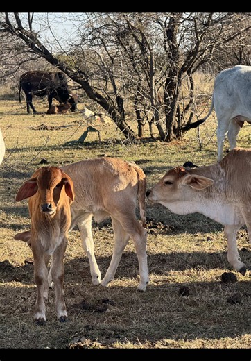 It's winter feed season and calving season 🥺❤️ #tiktoksa #southafricatiktok🇿🇦 #farmer #feed #farmlife @Thato