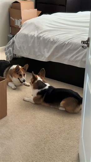 Corgi Playtime: Nellie and Blue's Fun Moments