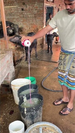 Day 14 गाय को क्या खिलाएं? 🐄 | Cow Feeding Tips | Dairy Farming