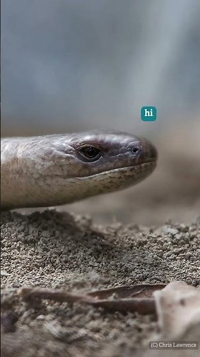 *SPECIES OF THE MONTH* Get to know the slow worm