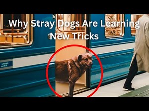 Why Russia's Subway Dogs Are Riding the Metro