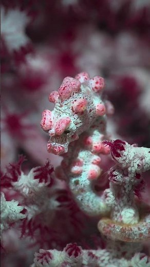 Pygmy Seahorse of Anilao | Philippines