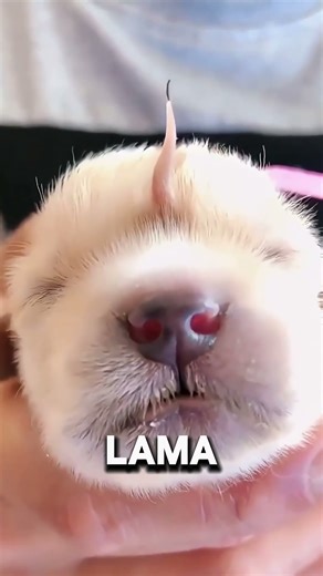 anjing kecil ini terlihat cantik layaknya uncorn 🐶❤️ #shorts