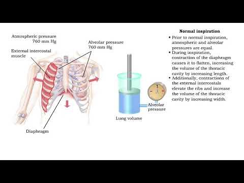 Pressure volume relationships - Normal inspiration and expiration