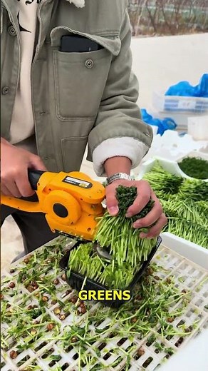 Harvesting Microgreens A Quick Guide.