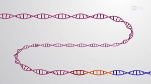 Video: The Eukaryotic Promoter Region
