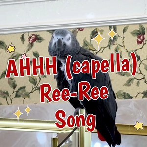 21K views · 1.4K reactions | Einstein the Talking Texan Parrot is in...