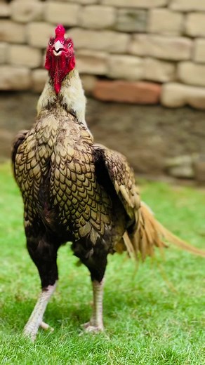 Discover Aseel Murgha Breeds from Mainwali