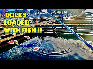 (CRAZY) CRAPPIE fishing this PUBLIC BOAT DOCK!!! Catching FISH for DINNER !!