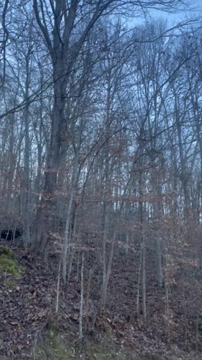 Wayne county WV 🤷🏻‍♀️🤷🏻‍♀️ Never seen this before | Emily F Thompson