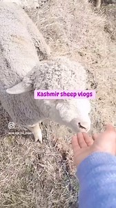 Follow Kashmir sheep vlogs do support | Fashion Point