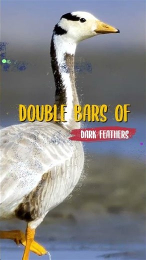 Masters of the Skyways | Bar-Headed Geese | Himalayan Avian Wonders
