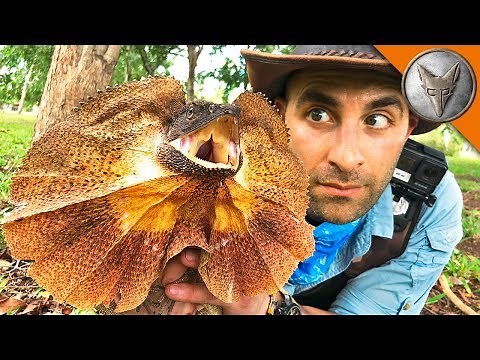 Catching a Frilled Dragon!