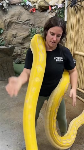 1.8K views | HOW TO MOVE YOUR GIANT PYTHON  101 Definitely make sure she’s balanced and com #animalsoftik #highlight #foryoupage #animals #bigcats #trend #wow #4u #jaguar #stunning #meerkat #animal #reelusa #viral #4yp #beautiful #trending #bigcat #reels #diy #amazing #fyp #foryou #cats #cat #monkey #fypシ | Sammy | Facebook