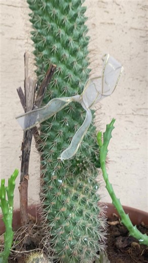 Beautiful Cactus Plant with Red Ribbon and White Flowers