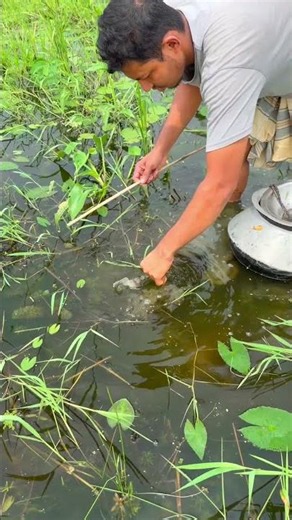 Amazing Luck! Catching Native Desi Koi Fish from Knee-Deep Rainwater Field! #fishing