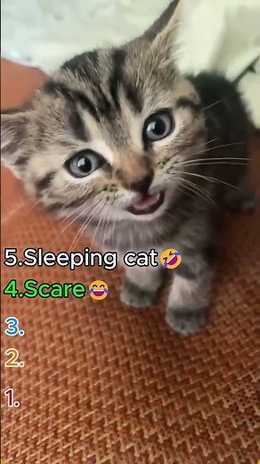 The Sweetest Kitten Sounds Ever 🐾 Sleepy Cats Meowing Softly