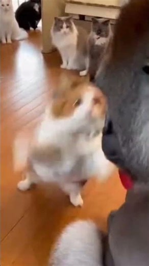 Cat vs Monkey Boxing Match 🥊🐱🐒 | Funniest Animal Showdown Ever