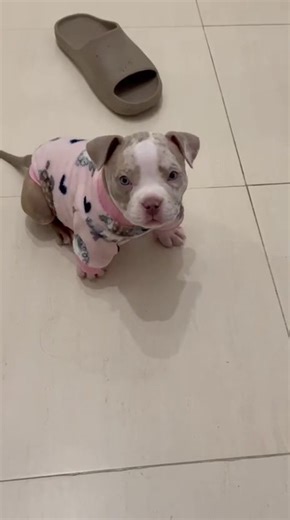 Progresando … 🐣🐾#americanbully #fyp #viral #mascotas #parati | American Bully