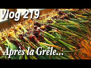 Récolte et Séchage des Oignons Après la Grêle | Potager 2022 -Vlog 219-