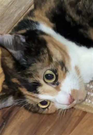 I was finally able to take one of this cat pillows from my cat Nemo to see how my other cats love it. Here’s Poppy’s reaction. It says it all! This brand makes toys my cats actually like and enjoy. Most of their toys is now on sale and with free shipping for a limited time due to Black Friday: it’s time to stock up!!! #cattoys #catpillow #catnip #catsoftiktok #tiktokshopblackfriday