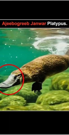 Evolution of the Platypus 🧬 Weird Animal Facts Explained