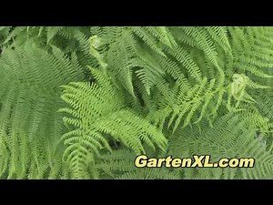 Farn (Wurmfarn) im Garten