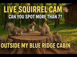 Squirrel Watch LIVE 🐿️ | Backyard Forest Cam in HD (Blue Ridge Wildlife)