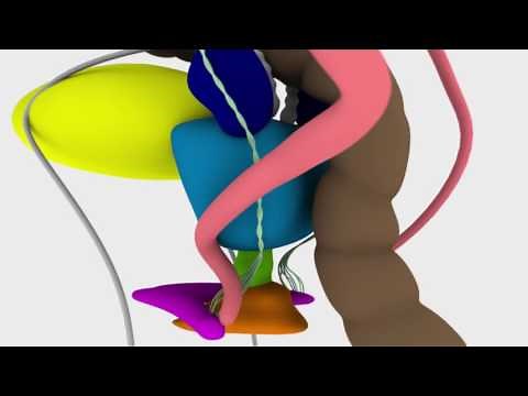 Functional Anatomy and Vessel-Sparing Radiation