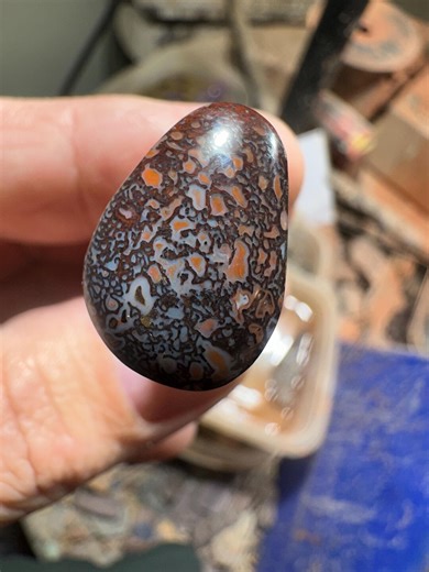 Dinosaur Gem Bone Polished Cab – Multicolor Fossilized Cell Structure | 15.5 Ct Polished Stone - Etsy