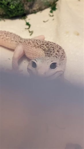Happy Smiling Gecko Compilation - Enzo the Friendly Lizard