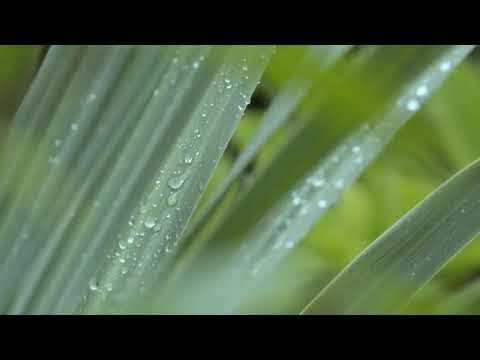 Saif ur Rehman Live Stream