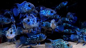 2.9K views · 87 reactions | Electric blue Jack Dempsey Available again in 2 sizes! Small £14 and medium £24 | Pier Aquatics | Facebook