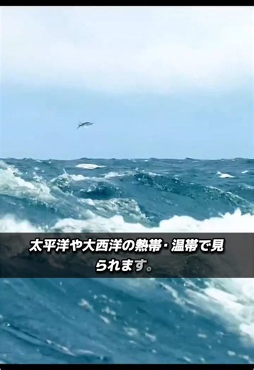 トビウオの驚異的な飛翔能力