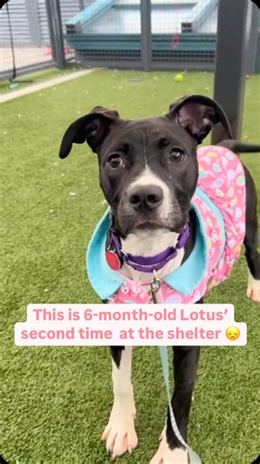 5.7K views · 5K reactions | It’s hard watching any dog live in a...