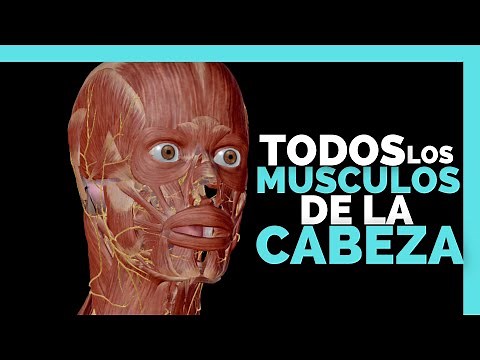 ✅MUSCULOS DE LA CARA Y SUS FUNCIONES | Anatomia en Enfermeria