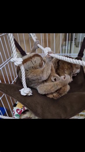 Discover the Fascinating Slow Loris: Nature's Adorable Primate
