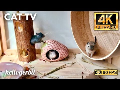 Cat TV 🩷 Gerbils Mice Play Hide & Seek 1.5 Hours 🩷 4K HDR