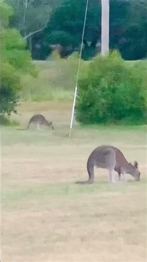Wild Kangaroos Roaming Free in Halls Gap | Grampians National Park 🇦🇺🦘