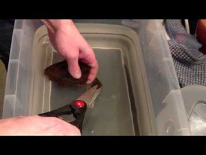 Bamboo Shark Hatch, Cut From Egg