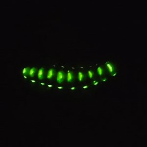 2.6K views · 151 reactions | A giant female firefly that emits more light than other varieties has been discovered in Sichuan. Resembling a yellow worm in the daylight, at night the 8cm-long insect produces green light from over 30 spots on its body. #EcoFuture | China Plus Culture | Facebook