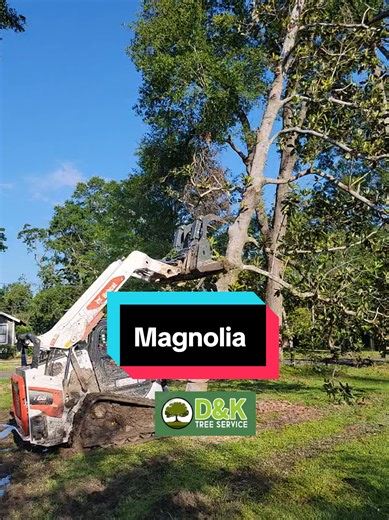 Expert Tree Work Techniques for Climbers and Arborists