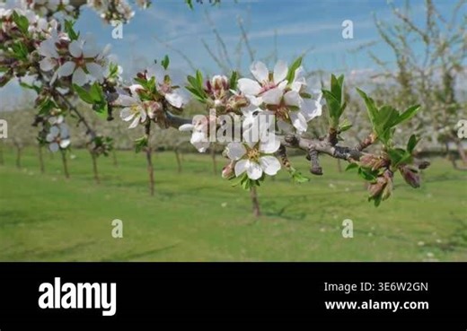 Scenic view of almond grove blooming