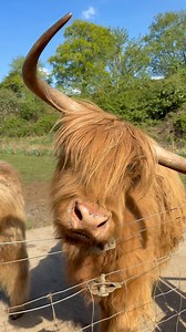 When the itch hits just right — even a Highland cow needs a good scratch! 🐮✨ #FiveSistersZoo #FSZ | Five Sisters Zoo