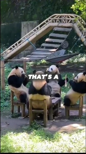 The real reason pandas are endangered (they're too comfy) 🐼😴