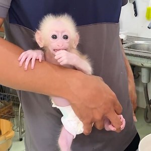 Newborn monkey Annie cry wants to taste dad's noodles #Monkeybibi #MonkeyKaKa #babyboy #babygirl #BabyKaKa #KaKa #cute #cuteanimals #babymonkey #monkey #viral | Family BiBi