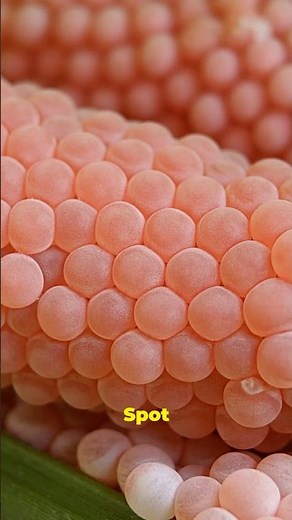 The Snails That Are Destroying Florida